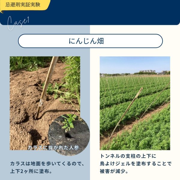 画像11: 鳥よけ ジェル 120ml (11)
